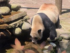 -中国大熊猫保护研究中心雅安碧峰峡基地
