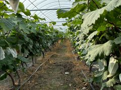 -马陆小张葡萄园农家乐