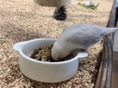 -吉丁鸟咖·异宠·寄养