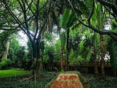 -瑞丽独树成林风景区