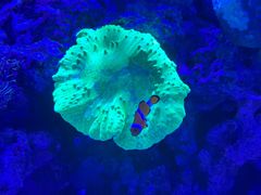 -上和臻品中国菜(花园街店)