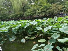 景点-鲁迅公园