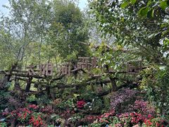-普洱太阳河森林公园