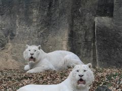 -杭州野生动物世界