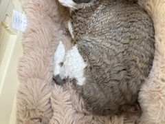 -美联众合动物医院·24h京西诊疗中心