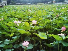 -荔湾湖公园