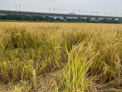 -光明小镇欢乐田园