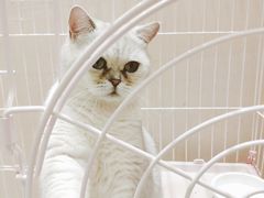 -藏猫猫咖啡主题馆(中央大道店)