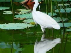 -陈家山荷花公园