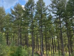 -塞罕坝国家级自然保护区