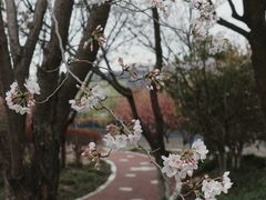 -高东镇樱花园