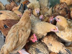 -解家河南菜(商鼎路店)