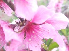 -南汇桃花村