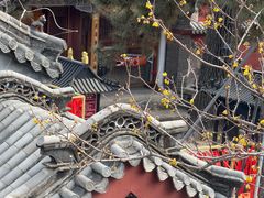 -泰山风景名胜区-普照寺