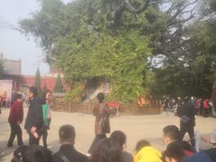 -大槐树寻根祭祖园