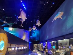 狮子头套餐-贝林大翅鲸简餐厅(国家海洋博物馆店)