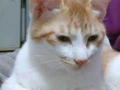 -伟伟宠物医院·CT影像中心·瑞派犬猫综合性门诊(汉口总院)