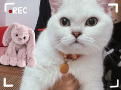 -lincat·猫舍(广州店)