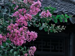 -莫愁湖公园