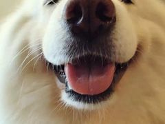 -彩虹桥宠物火化殡葬善终服务(金乐大厦店)