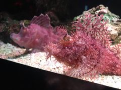 -暹罗海洋世界