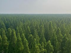 -黄海国家森林公园