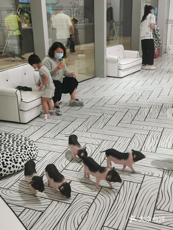 「白日梦撸猪社(南山来福士店)」 来福士居然开了一家
