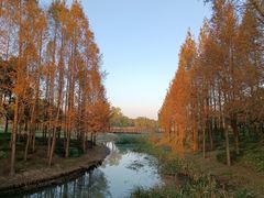 -贡湖湾湿地公园