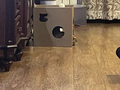 -天宠宠物医院24小时·急重症诊疗中心·全科·腔镜特色(和平分院)