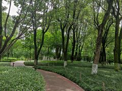 -重庆市江北嘴中央商务区中央公园