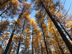 -塞罕坝国家级自然保护区