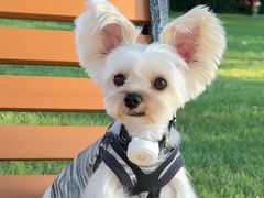 -纳吉亚猫专科动物诊疗中心(蒋宅口分院)