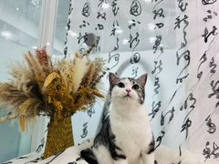 -爱洗澡的猫(望京店)