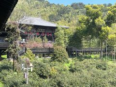 -大唐贡茶院