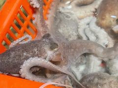 活章鱼-海神·济州岛海鲜料理(天乐广场店)