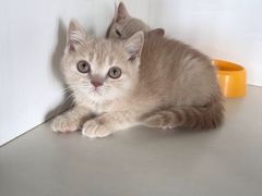 -东方名猫馆·英短金渐层布偶猫舍(环线广场1号楼店)