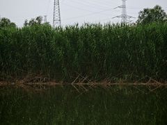 -西安浐灞国家湿地公园