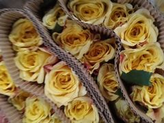 -三圣花乡旅游区