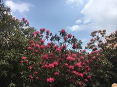 -贵州百里杜鹃风景名胜区
