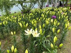 -杭州湾海上花田景区
