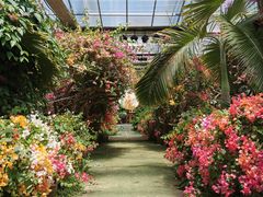 -呀路古热带植物园
