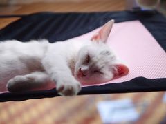 -有猫主题·治愈系猫咖(曾厝垵店)