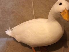 -拙味兄弟龙虾·江湖菜(和畅堂店)