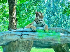 -北京野生动物园