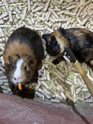 -Zoolung Zoolung动物主题公园(海信广场店)