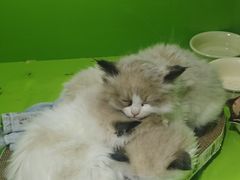 -唐小姐の猫狗洗护·购宠旗舰店(周浦万达店)