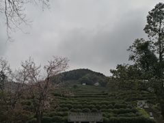 -龙井村