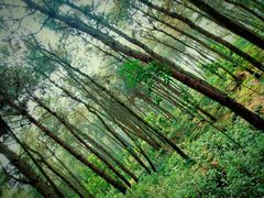 -铁山坪森林公园