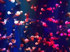 -成都浩海立方海洋公园