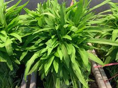 -老妈疙瘩汤·平价海鲜专门店·老威海菜(渔港路店)